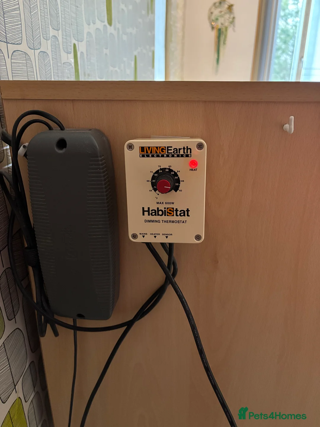 Python Snake reptiles for sale: Royal python with full setup - Advert 13