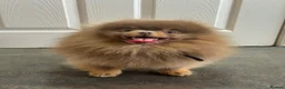 Pomeranian dogs for sale: Exclusive Stunning KC reg Teddy Bear Poms - Advert 4