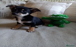 Jack Russell dogs for sale: Beautiful Jack russell puppy ( last one) - Image 17