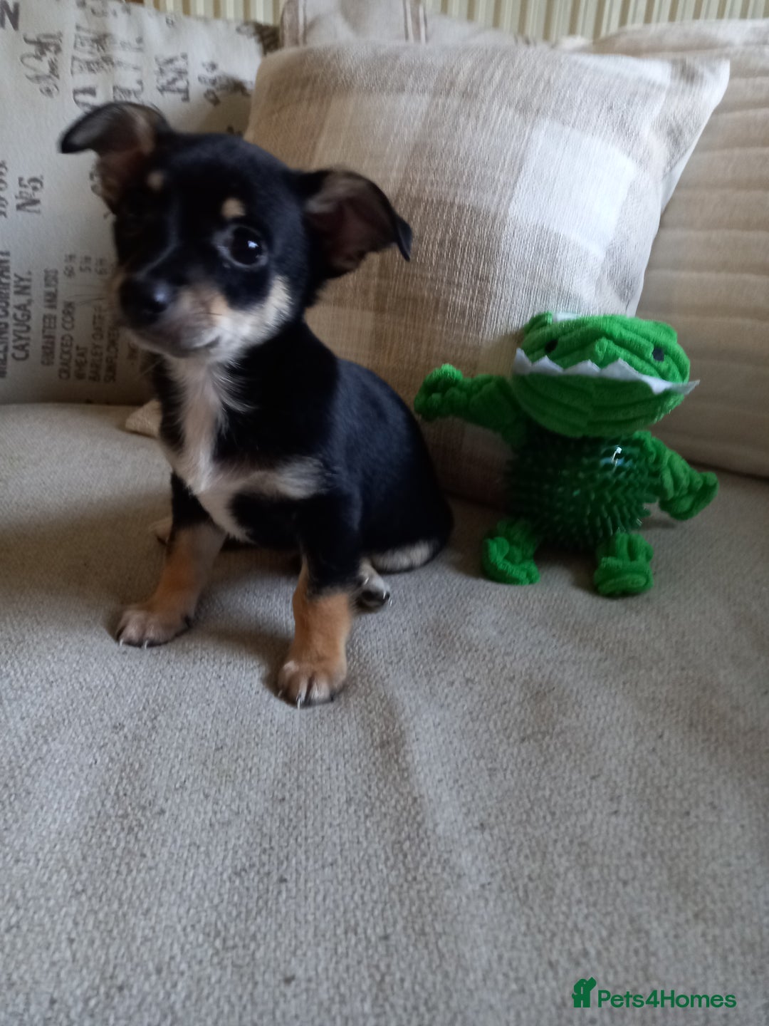 Jack Russell dogs for sale: Beautiful Jack russell puppy ( last one) - Image 17