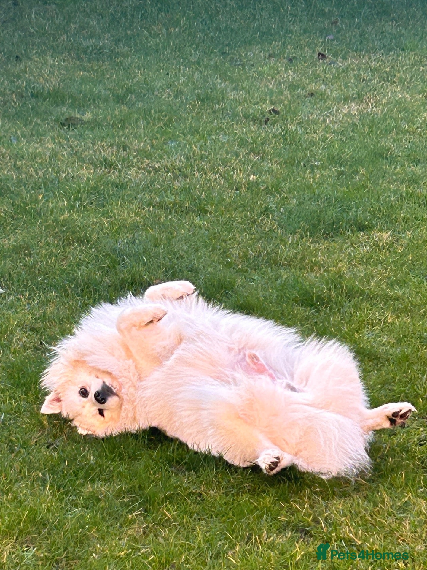 Japanese Spitz dogs Carlos of Bramley Cottage  - Advert 1