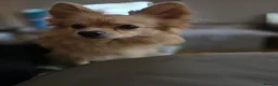 Pomchi dogs for sale: 🐶18month old Rare Blonde Tiny Pomchi 🥰 - Advert 9