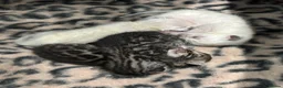 Bengal cats for sale: Beautiful Rare Bengal Tica Kittens - Advert 12