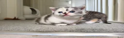 Munchkin cats for sale: Beautiful girls  - Advert 10
