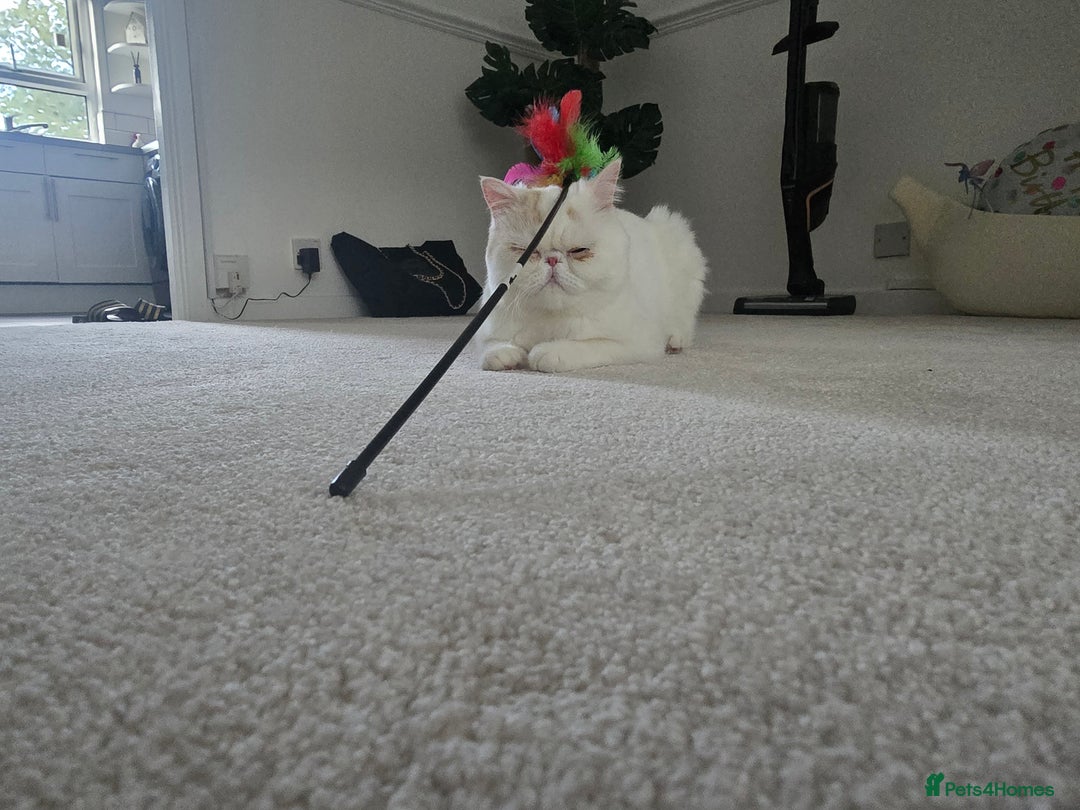 Exotic cats for sale: Stunning Rare Cream Van ESH Male - Image 2