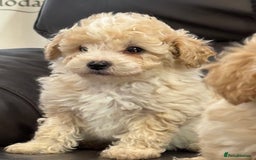 Poochon dogs for sale: Stunning Litter of Poochon puppies  - Image 6