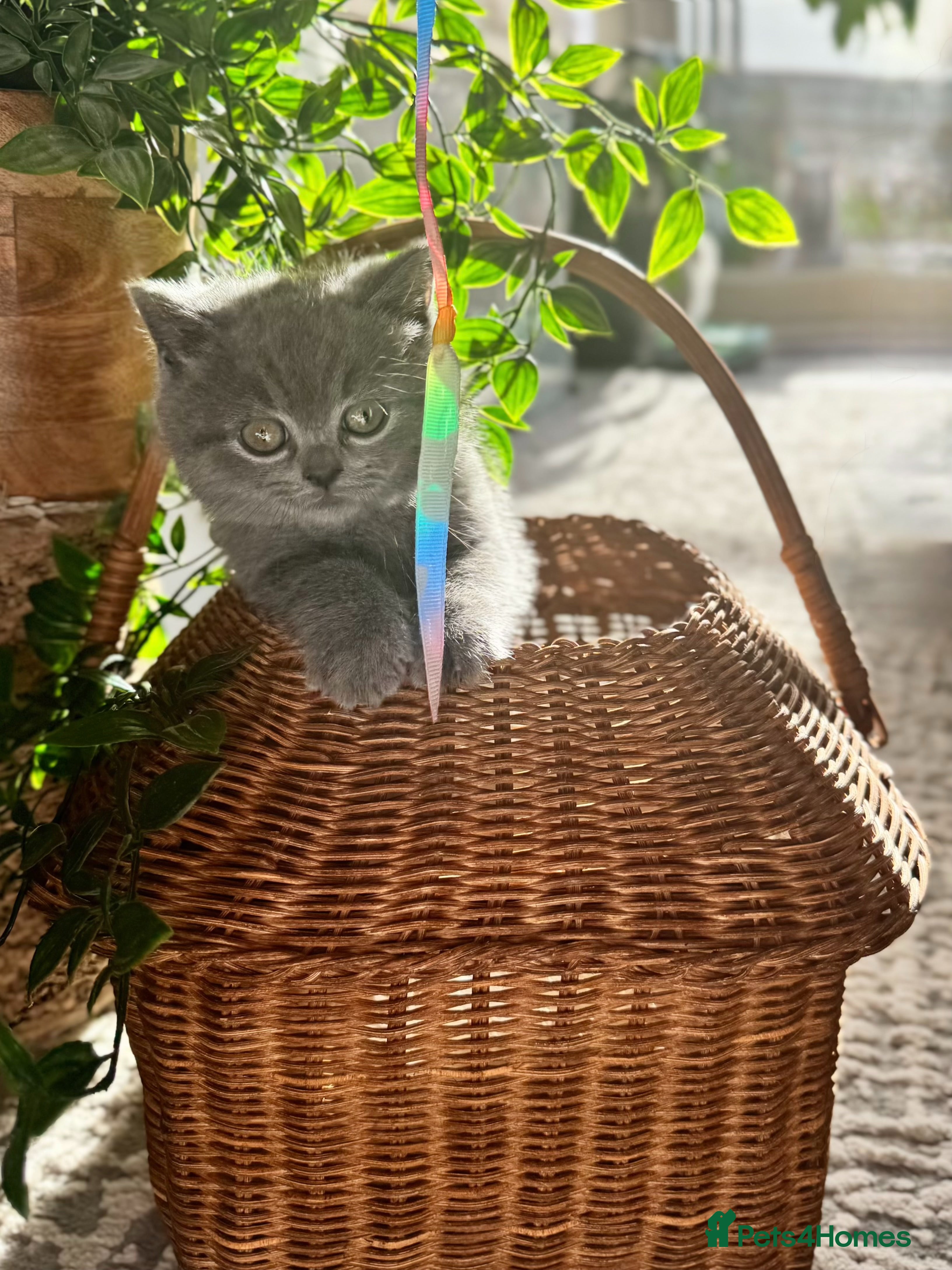 British Shorthair cats ONE GIRL LEFT looking for HER new home 🐾 - Advert 12