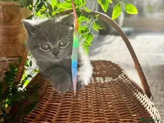 British Shorthair cats ONE GIRL LEFT looking for HER new home 🐾 - Advert 9