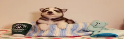 Siberian Husky dogs for sale: Pedigree husky puppies  in Clacton-on-Sea - Advert 16