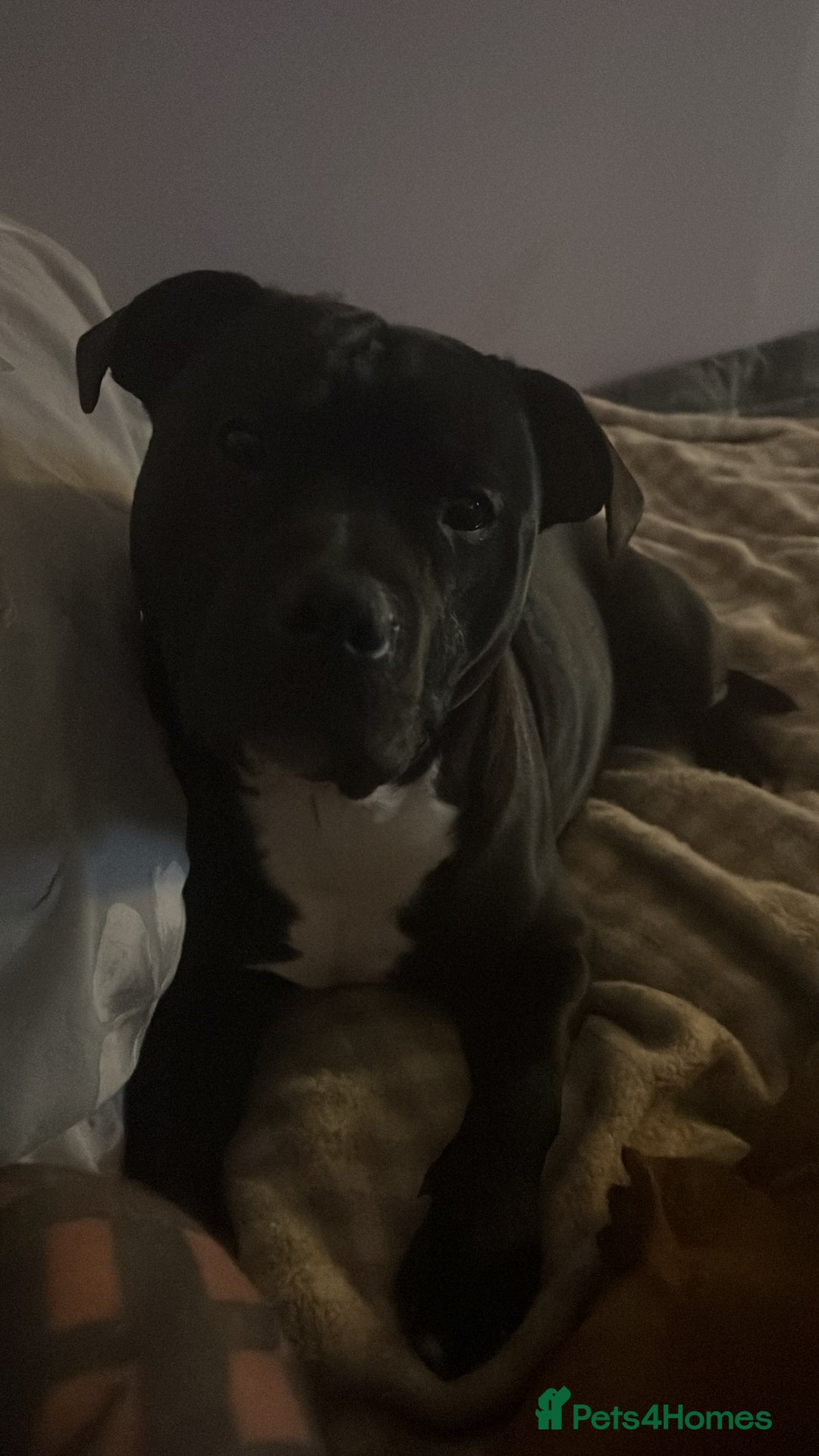 Staffordshire Bull Terrier dogs for stud: Staffy for stud - Image 9