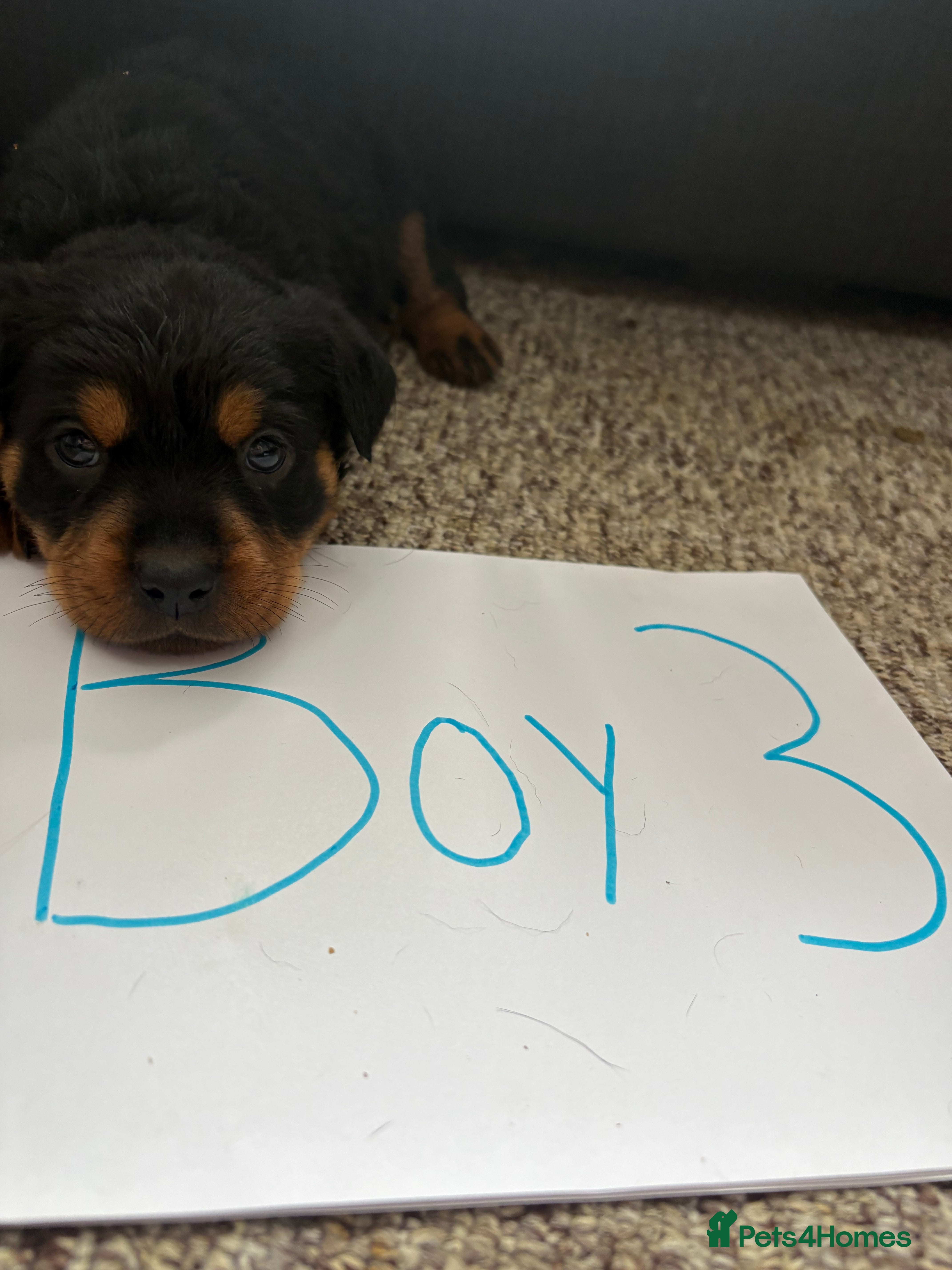 Rottweiler dogs for sale: Beautiful Chucky rottie pups - Advert 16