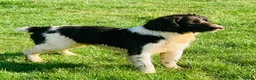 English Springer Spaniel dogs for stud: HEALTH TESTED FTCH bred springers for stud - Advert 6