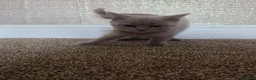 British Shorthair cats for sale: British Shorthair Kitten in Blackburn - Advert 11
