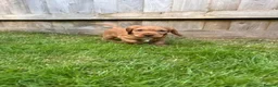 Cocker Spaniel dogs for sale: Cocker spaniel puppies - Advert 6