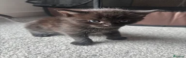 Kitten 2