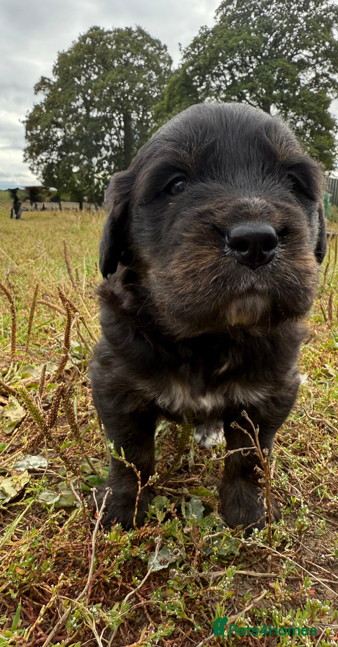 Mixed Breed dogs for sale: Bernese X Golden Retriever Puppies - Image 8