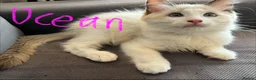 Ragdoll cats for sale: Pure ragdoll kittens for sale London - Advert 9