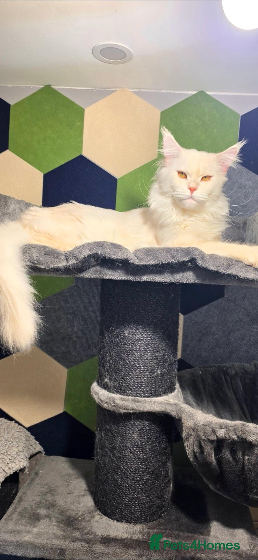 Maine Coon cats for stud: Maine coon stud service  - Advert 2