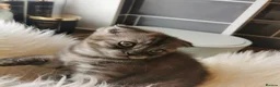 Scottish Fold cats for sale: ❤️Gorgeous Scottish Fold kitten-raised with love❤️ - Advert 13