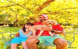 Cavapoo dogs for stud: STUD DOG Rupert Bear the Cavapoo - Image 6