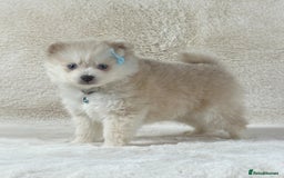 Pomsky dogs for sale: Stunning blue eyes f3 Pomsky puppies for sale - Advert 33