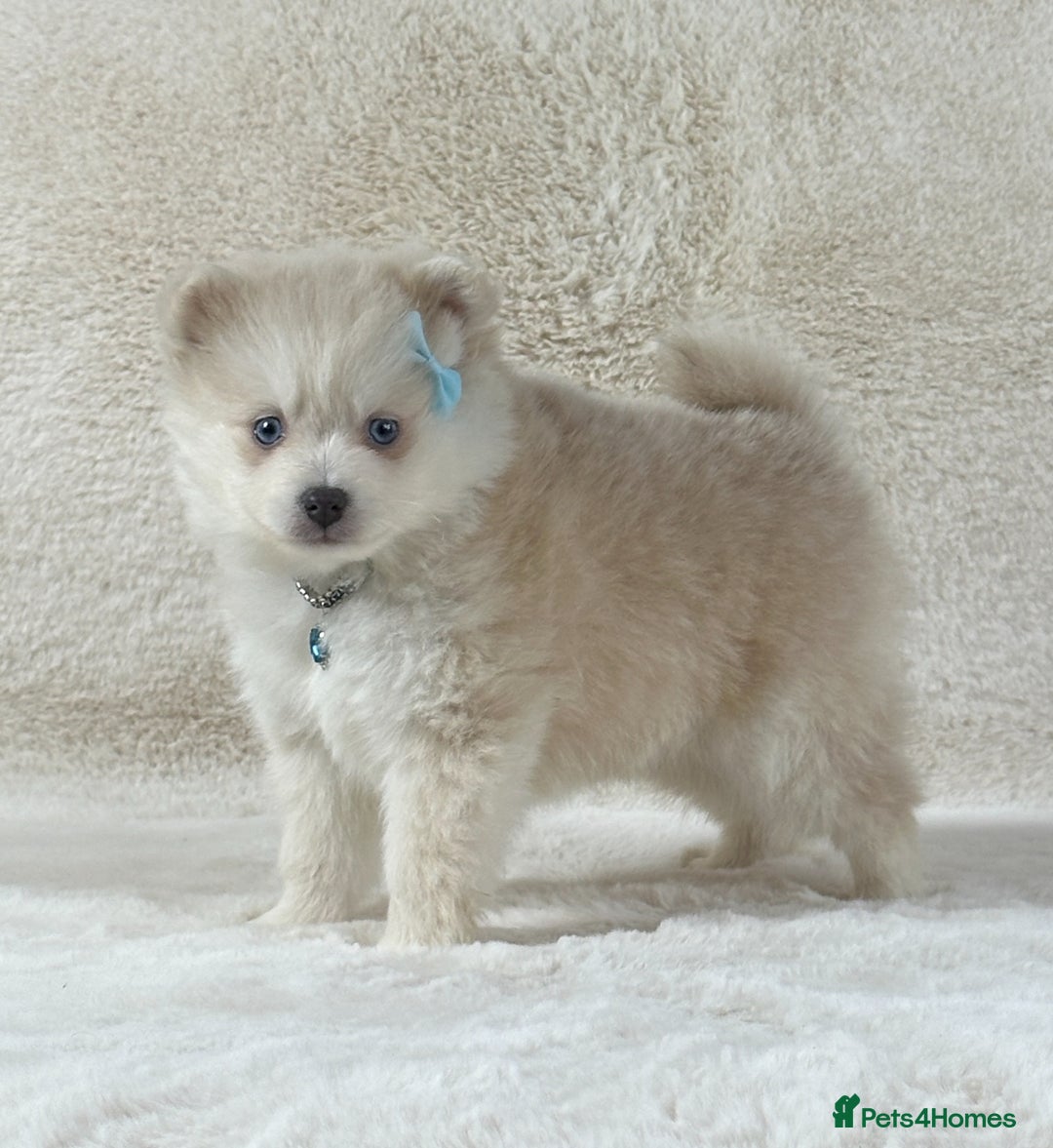 Pomsky dogs for sale: Stunning blue eyes f3 Pomsky puppies for sale - Advert 33