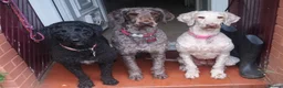 Labradoodle dogs for stud: Hypoallergenic Health Checked Labradoodle PROVEN  - Advert 11