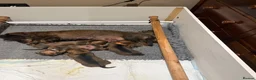 Dachshund dogs for sale: Lovely Wirehaired dachshund puppy for sale  - Advert 9
