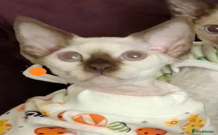 Devon Rex cats - Advert 2
