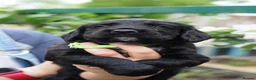 Sprocker dogs for sale: Joyful Sprocker Puppies for Sale - Advert 32