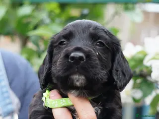 Sprocker dogs Energetic Sprockers for Sale - Advert 1