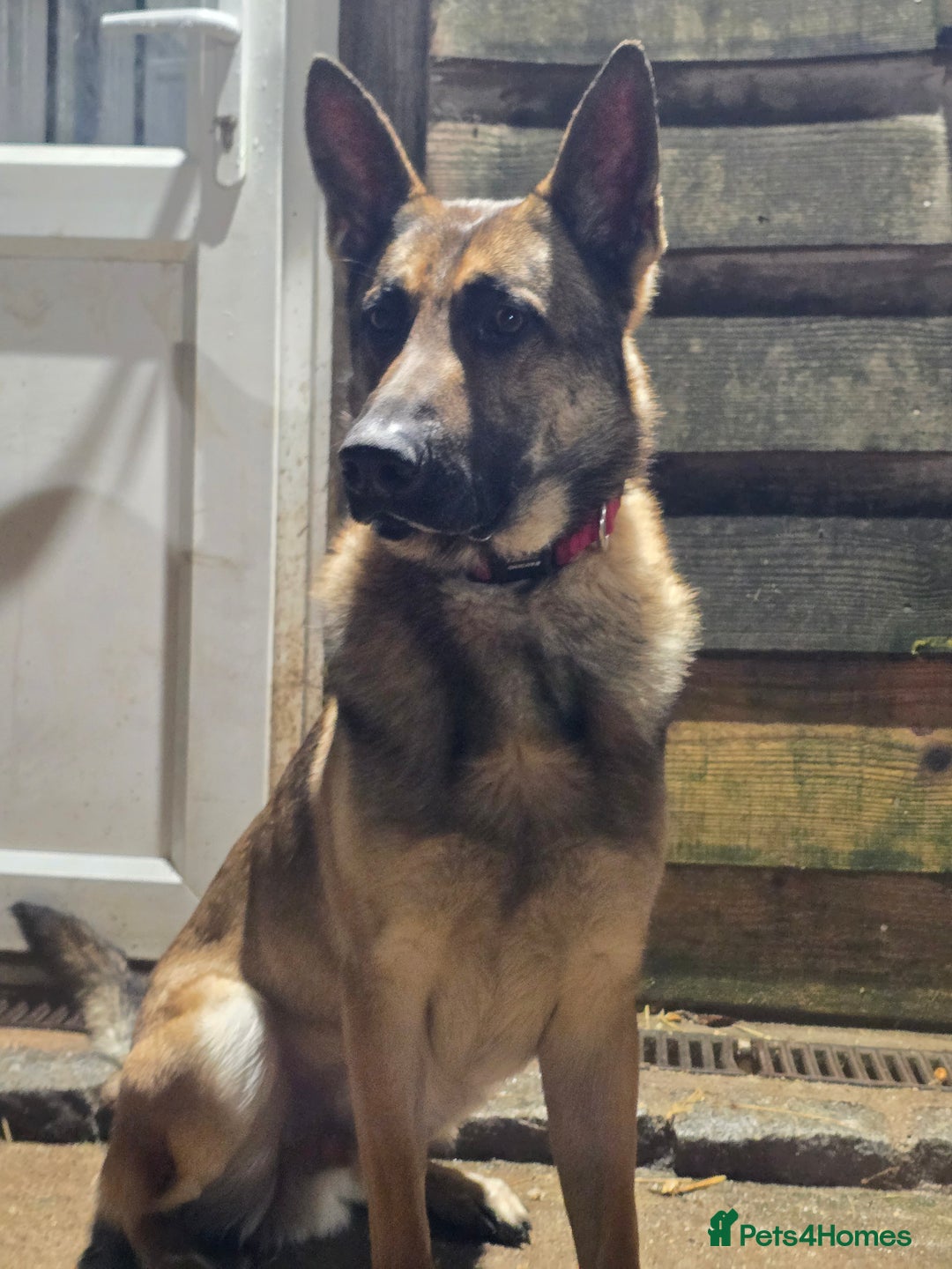 Mixed Breed dogs for sale: German shepherd cross dog - Advert 1