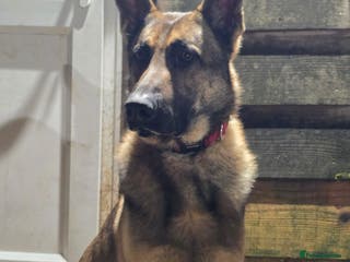 Mixed Breed dogs German shepherd cross dog - Advert 1
