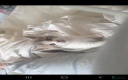 Russian Blue cats for sale: Beautiful male kitten  - Image 8