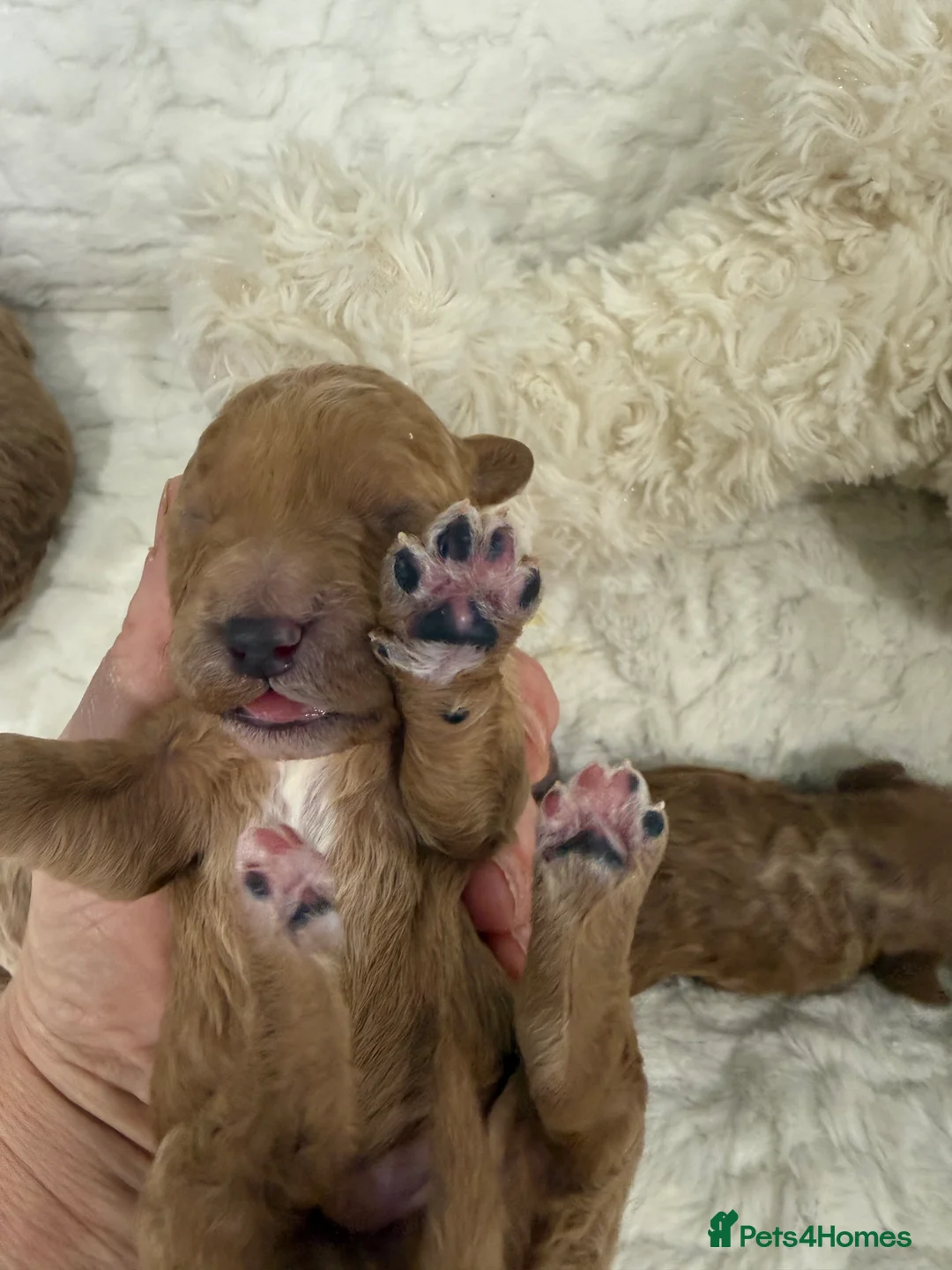 Miniature Poodle dogs for sale: 4 beautiful abstract boys available.  - Advert 7