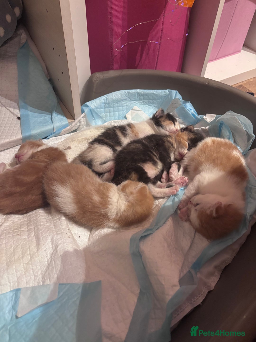 Domestic Shorthair cats for sale: 5 Gorgeous Kittens -  ready on the 7th January  - Advert 15