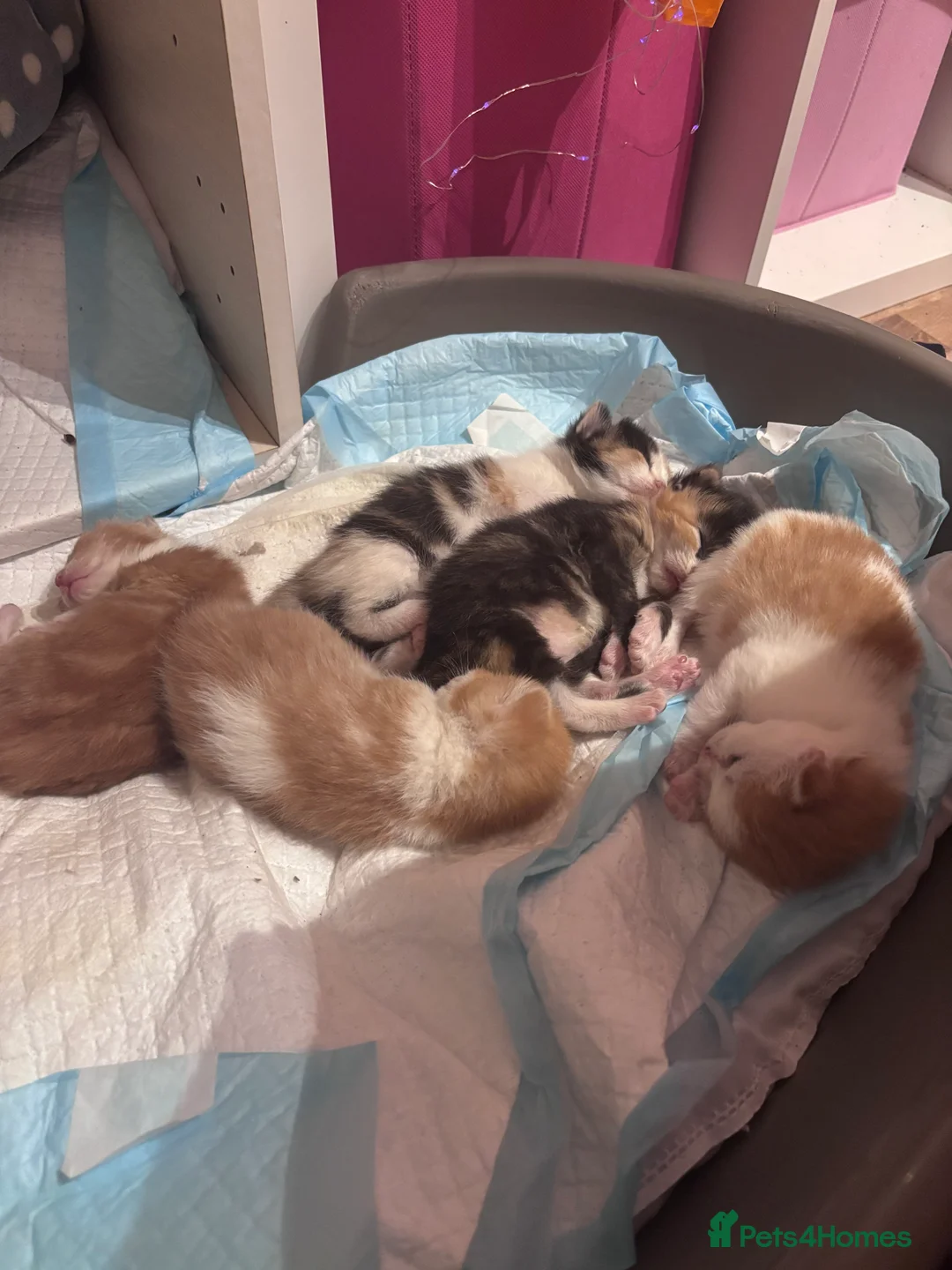 Domestic Shorthair cats for sale: UPDATE 2nd February 1 ginger and white boy left - Advert 10