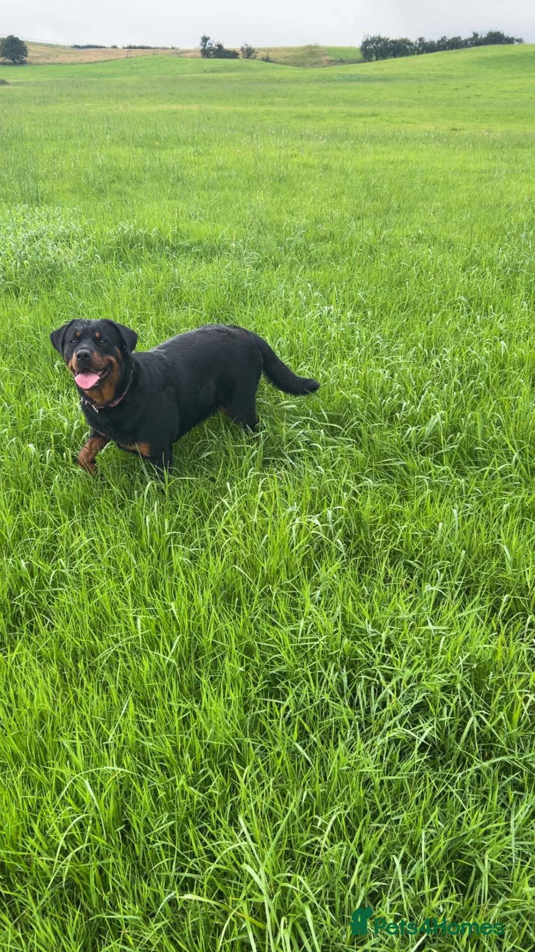 Rottweiler dogs for sale: Male Rottweiler for sale in Rochdale - Advert 3