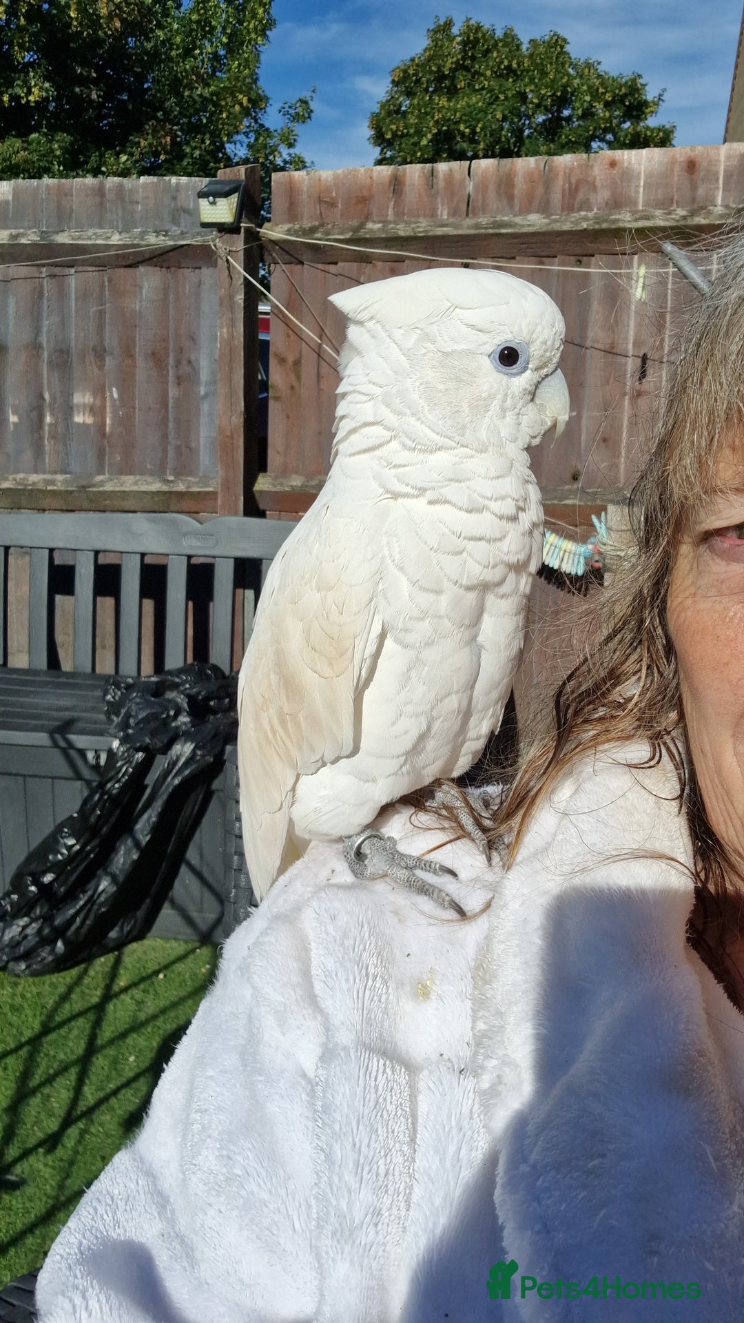 Cockatoo birds for sale: Cockatoo - Image 12