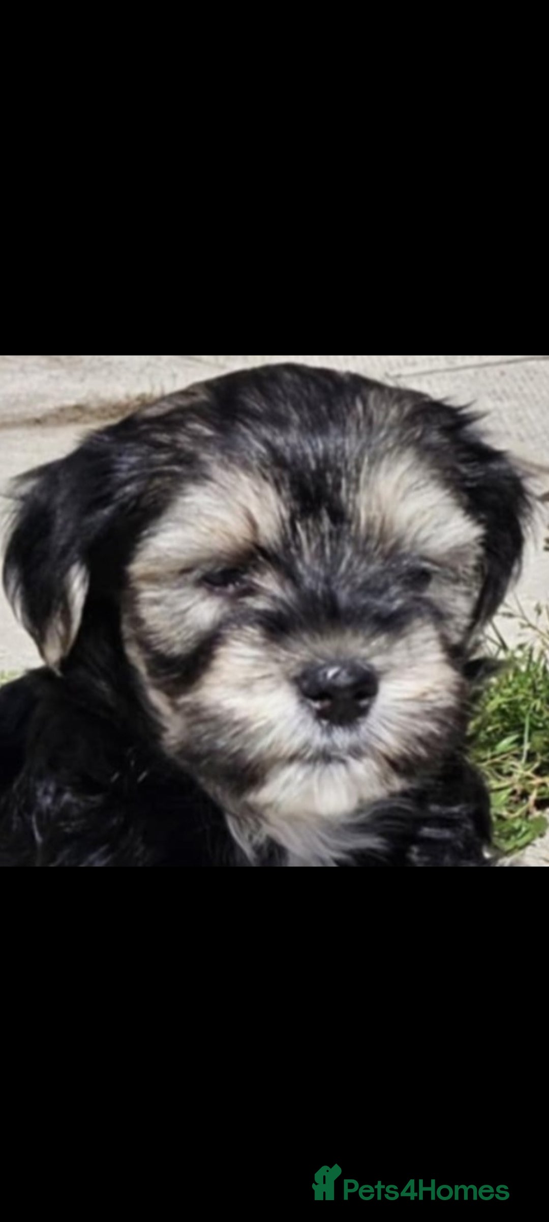 Lhasa Apso dogs for sale: Rare 5* Kyi-Leo Puppies ready for loving homes NOW - Image 21