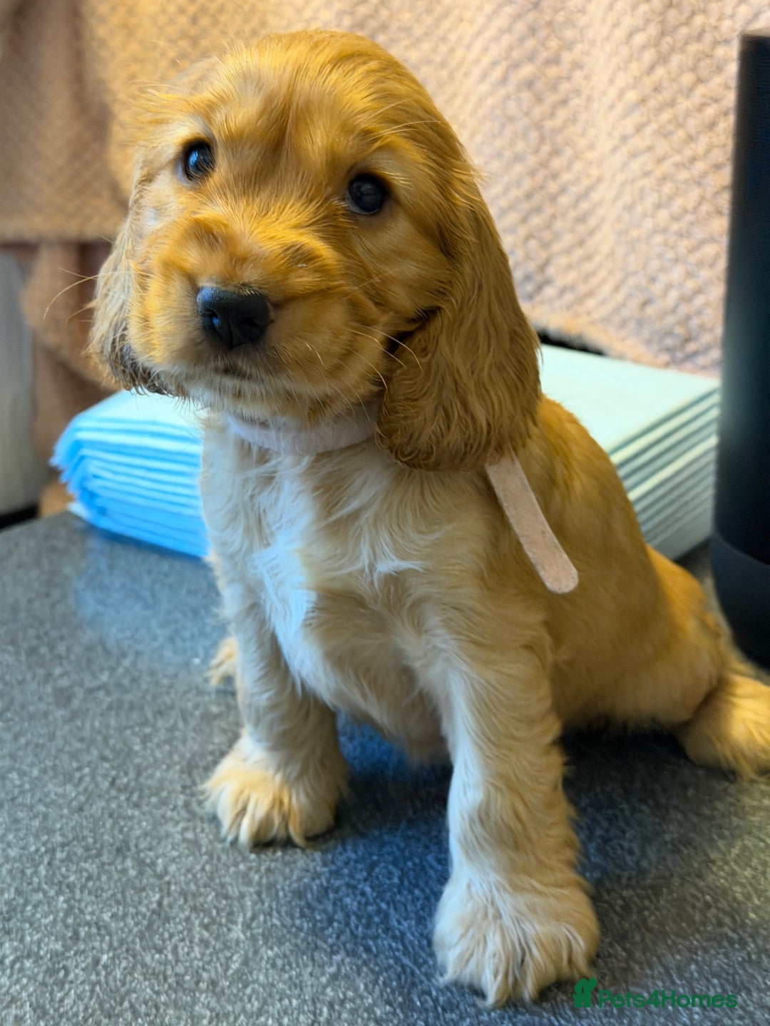 Cocker Spaniel dogs for sale: Champion bloodline KC Show Cocker Spaniel Puppies - Advert 2