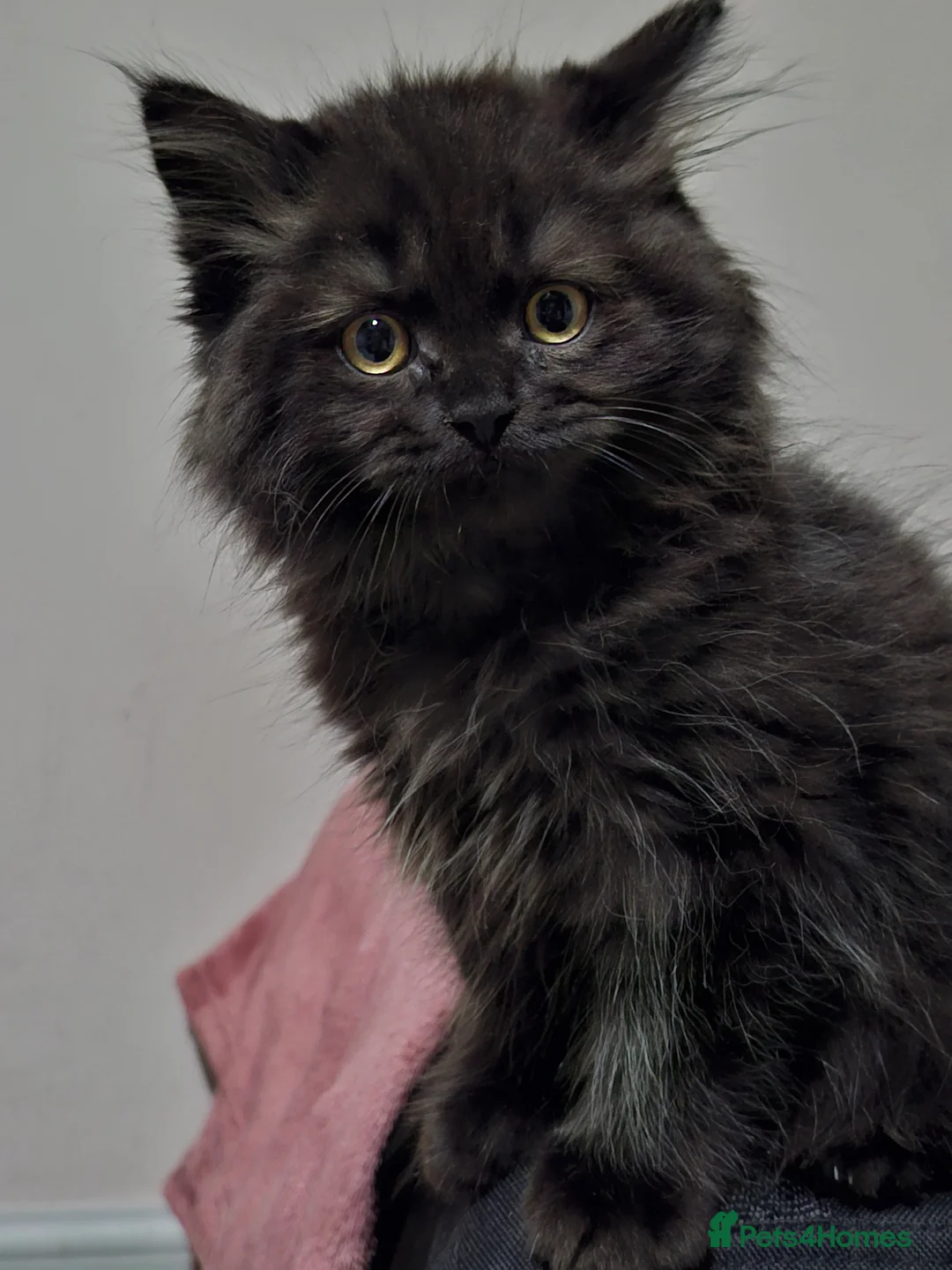 Selkirk Rex cats for sale: Long haired selkirk rex kittens  - Advert 3