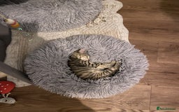 Mixed Breed cats for sale: Last little girl wanting forever home - Advert 1