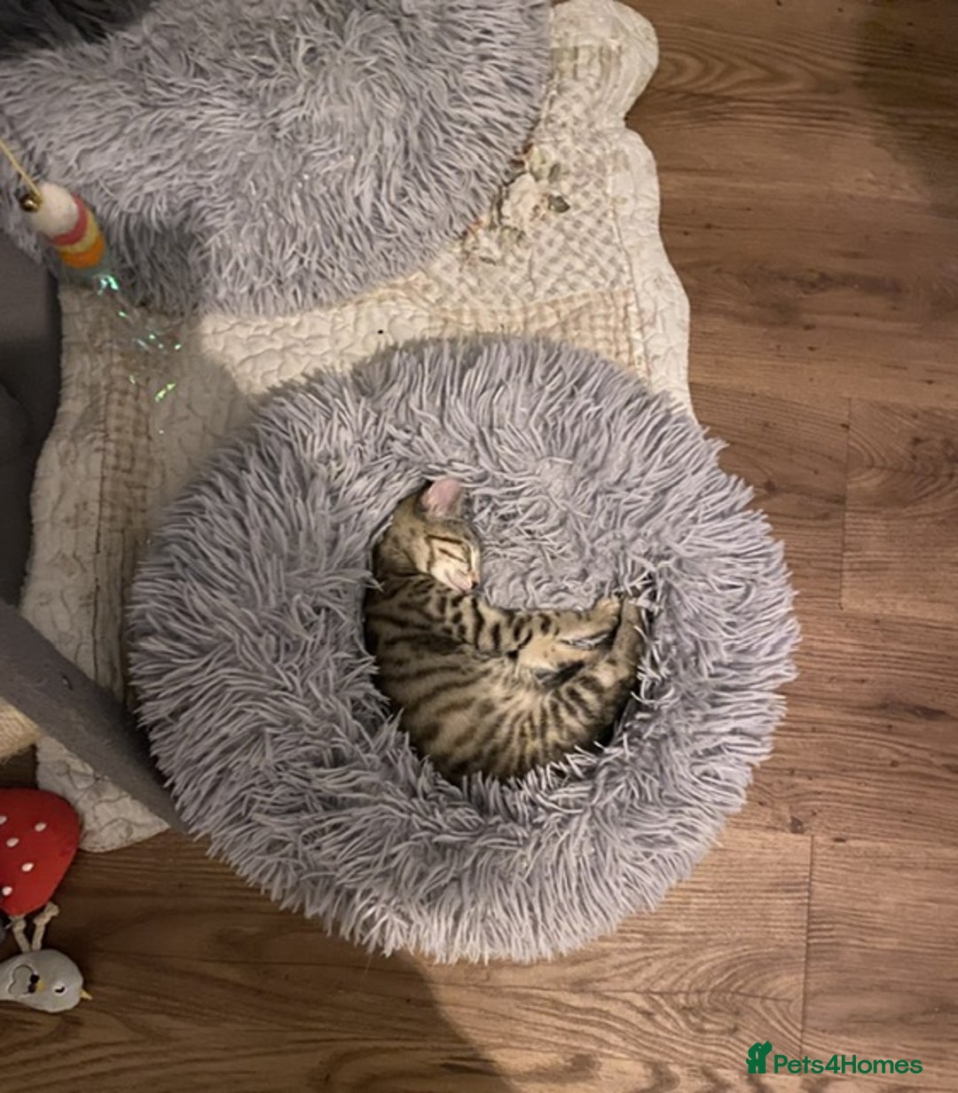 Mixed Breed cats for sale: Last little girl wanting forever home - Advert 1