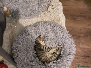 Mixed Breed cats Last little girl wanting forever home - Advert 1