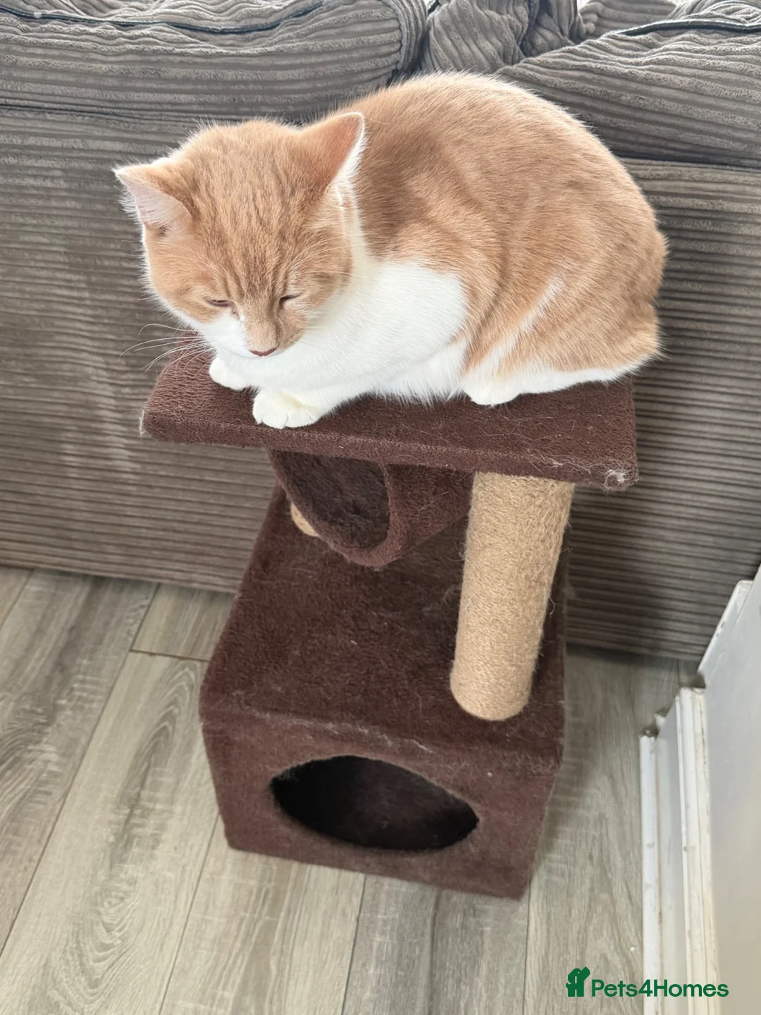 Mixed Breed cats for sale: Two male cats just over 1 year old - Advert 2