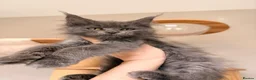 Maine Coon cats for sale: Outstanding TICA Maine Coons-Large European Lines  - Advert 7