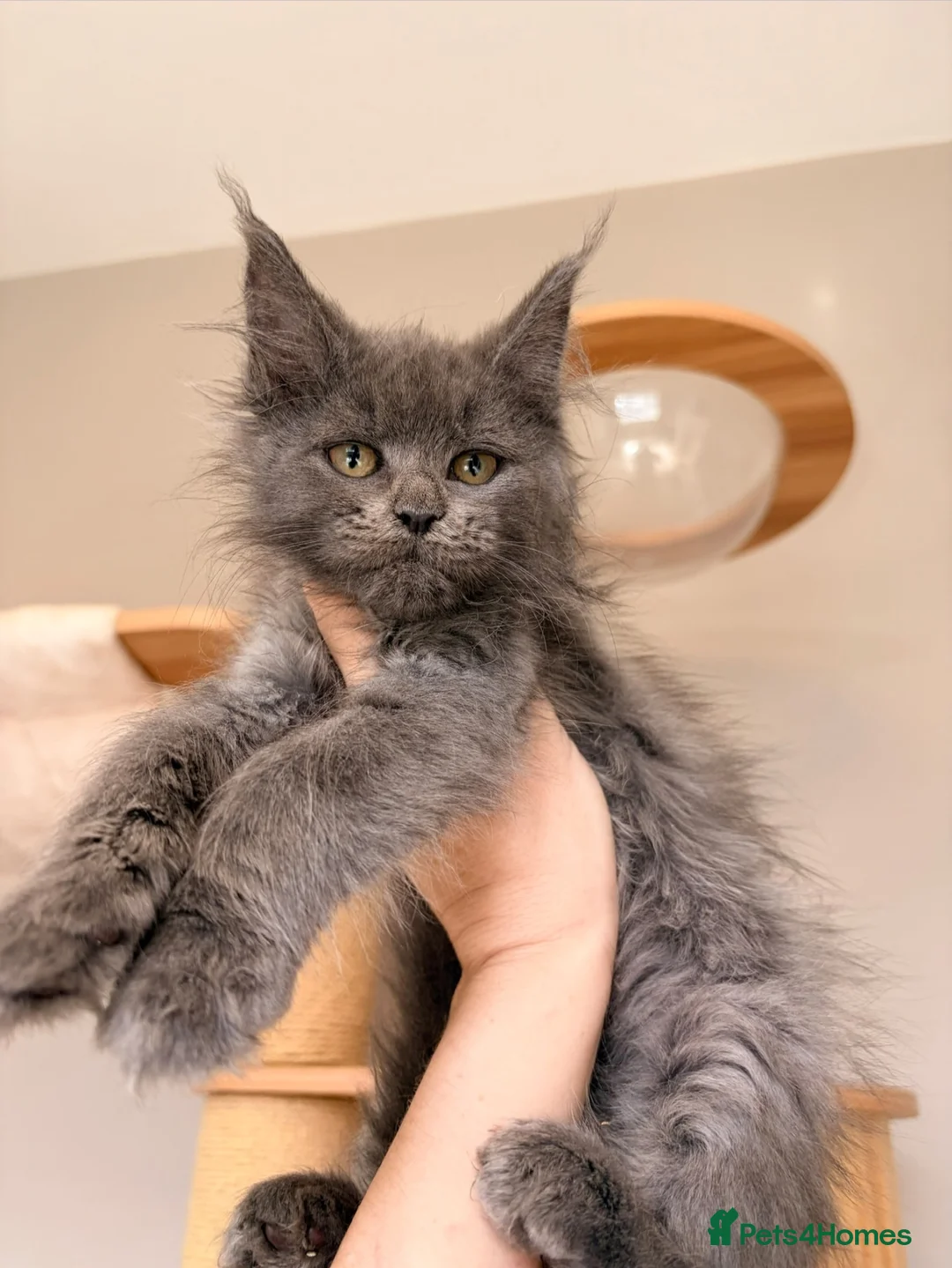 Maine Coon cats for sale: Outstanding TICA Maine Coons-Large European Lines  - Advert 9