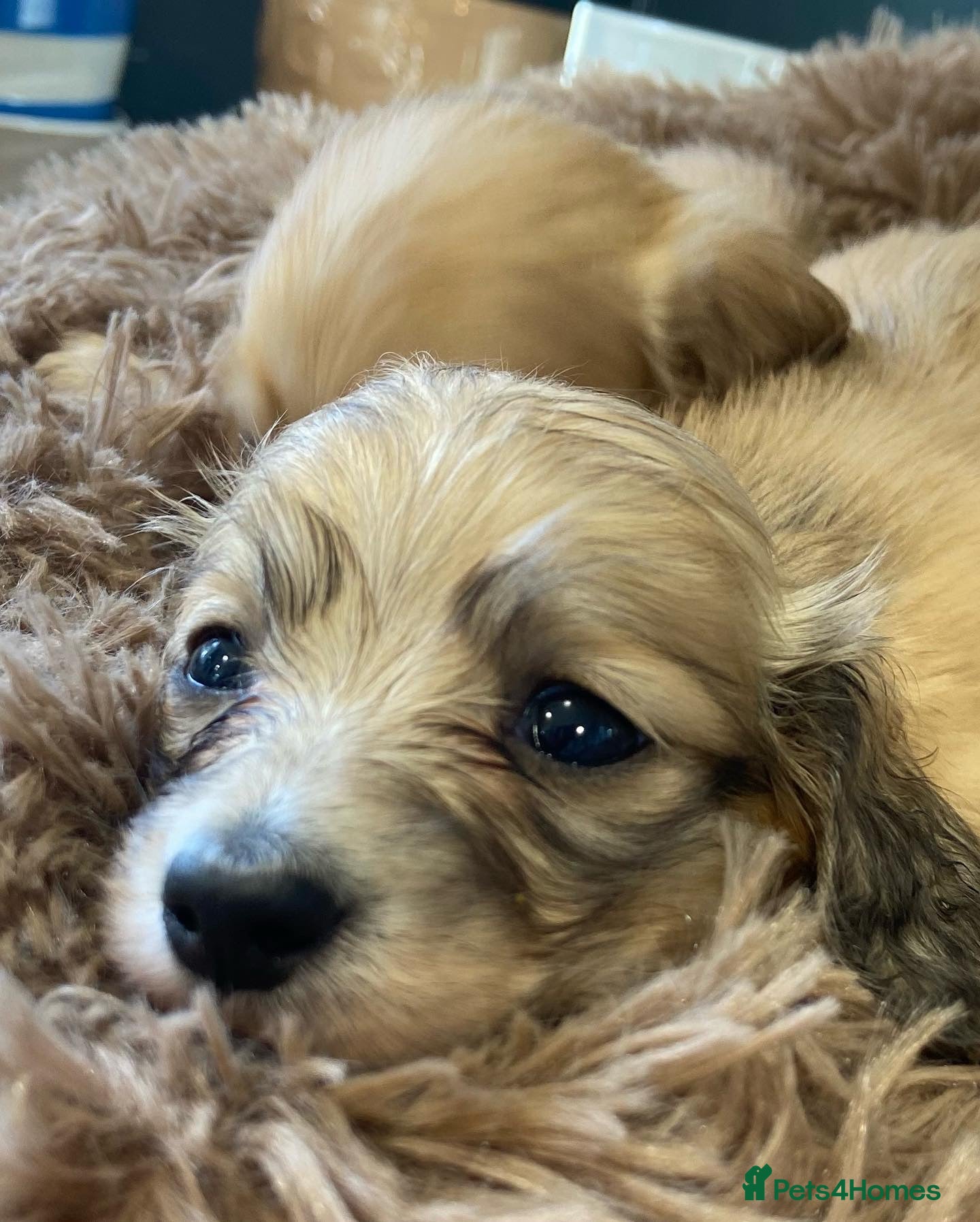 Miniature Dachshund dogs 🐶 Cream KC Miniature Long haired Dachshund  🐶  - Advert 2