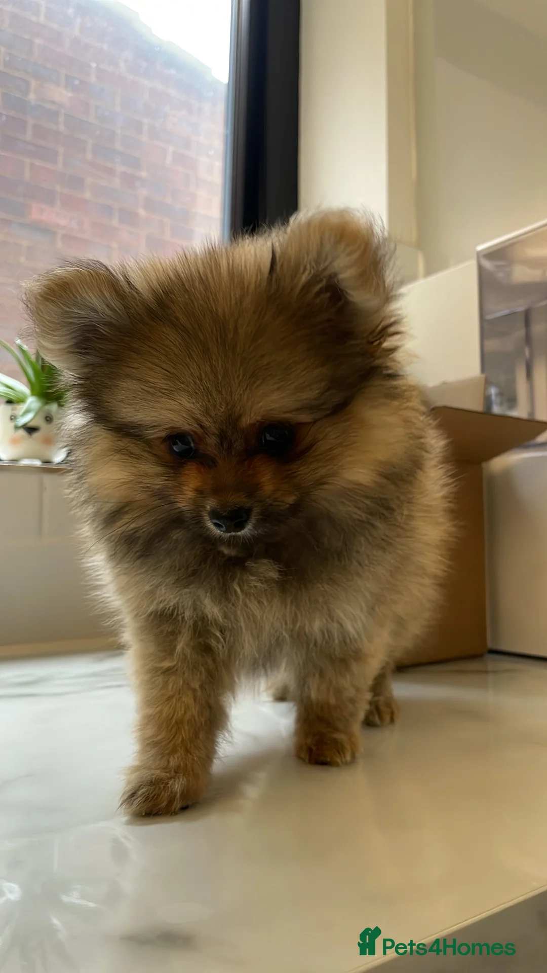 Pomeranian dogs for sale: Tiny Teddy Poms looking for their forever homes  - Advert 2